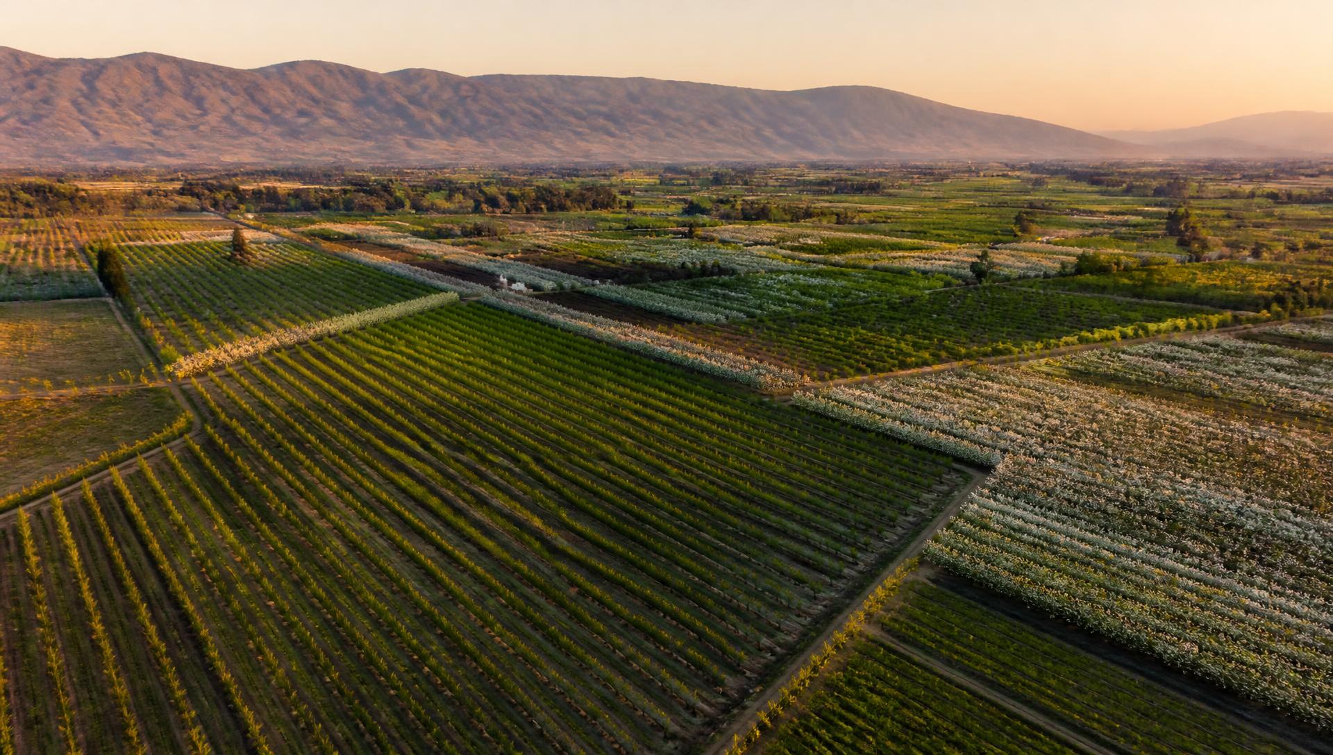Vista aérea de campos y huertos frutales en el valle del Maule al atardecer